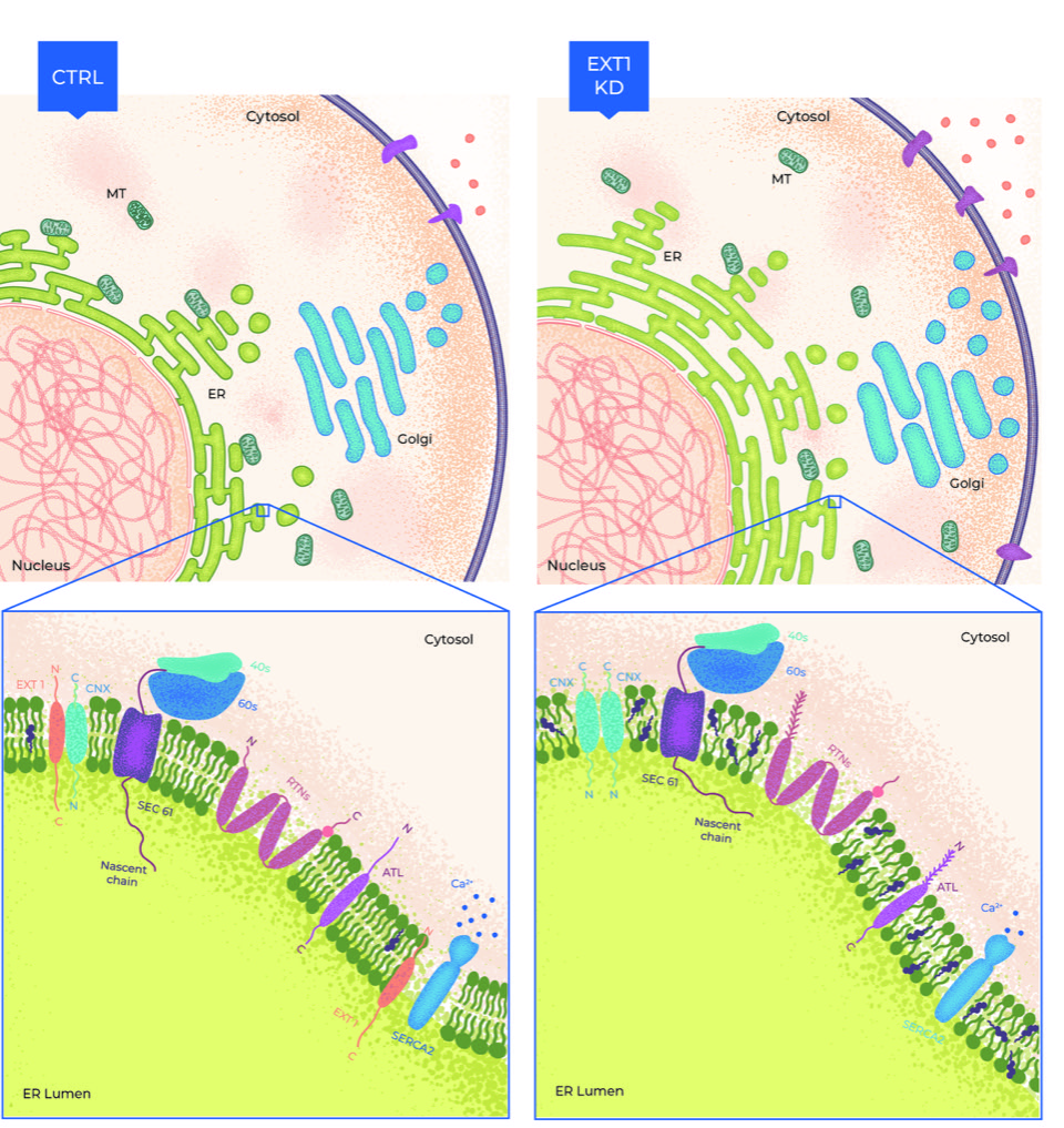 Side-by-side illustration of a control cell versus an EXT1-knockdown cell, showing changes in ER, Golgi and secretion, with a zoom on protein complexes at the ER membrane.