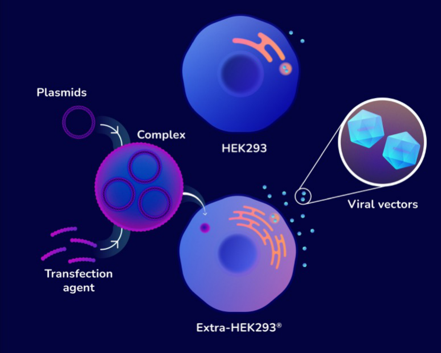 Plasmids and a transfection agent form a complex that enters producer cells. Standard HEK293 cells release few viral vectors, while Extra-HEK293 cells release many more viral vectors.